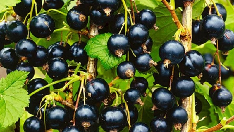 The sweetest varieties of large-fruited black currant