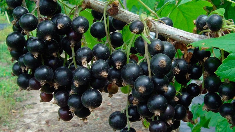 The sweetest varieties of large-fruited black currant