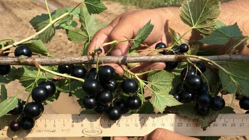 The sweetest varieties of large-fruited black currant