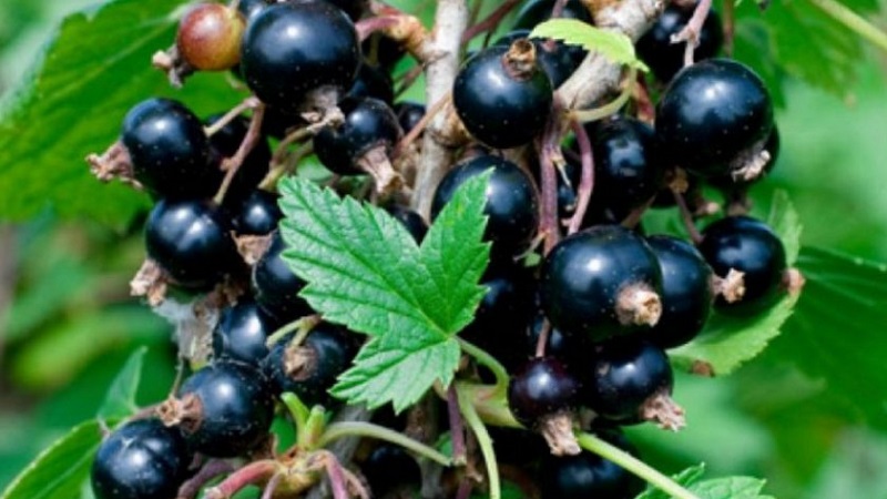 The sweetest varieties of large-fruited black currant