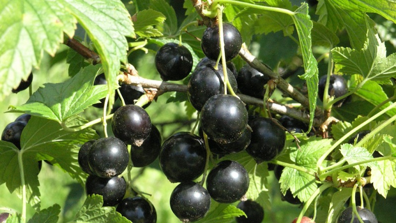 The sweetest varieties of large-fruited black currant