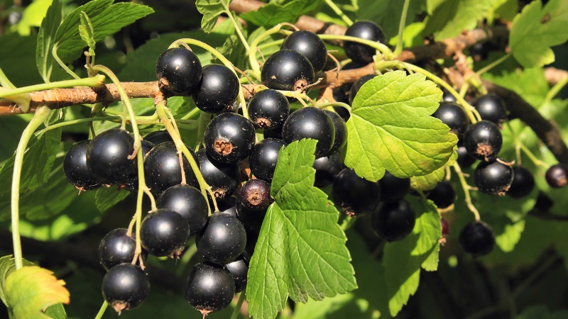 The sweetest varieties of large-fruited black currant