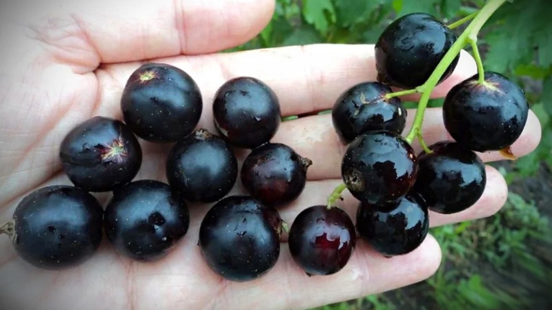 The sweetest varieties of large-fruited black currant