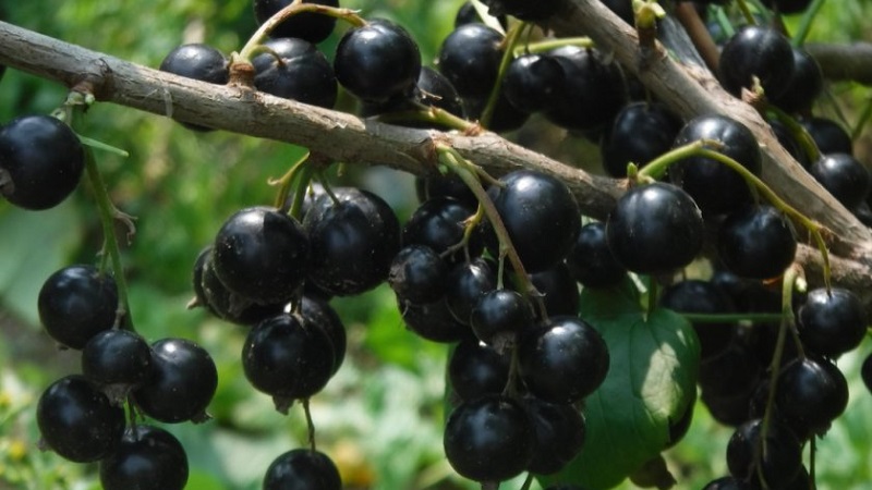 The sweetest varieties of large-fruited black currant