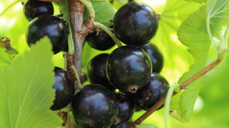The sweetest varieties of large-fruited black currant