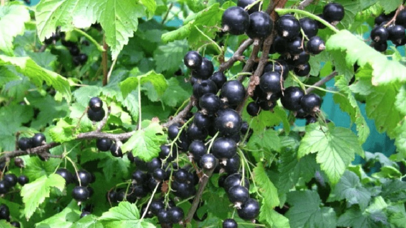 The sweetest varieties of large-fruited black currant