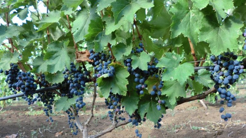 What properties should non-covering grape varieties possess and which of them are considered the best