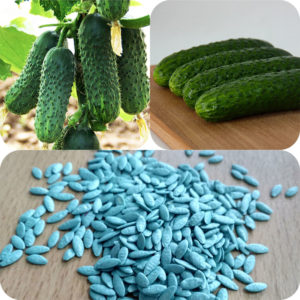 What to do if cucumbers do not grow: top dressing recipes