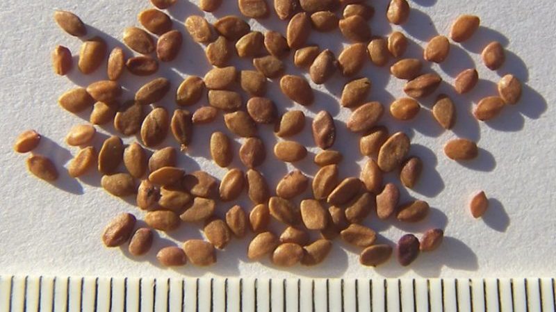 What are the advantages of multiplying honeysuckle by layering and how to carry out the procedure correctly