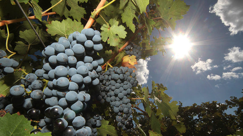 What grape varieties are suitable for Crimea