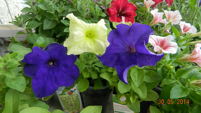 Why petunia flowers are good and how to grow them correctly