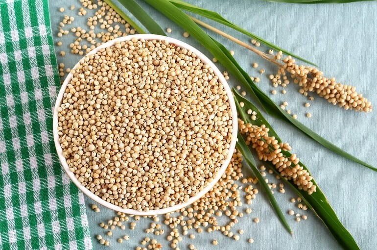 What is grain sorghum, features of its use and cultivation