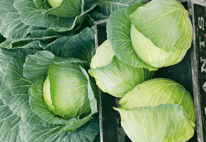 Universal variety of cabbage Snow White with excellent taste