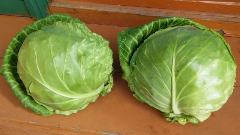 Early ripe unpretentious June cabbage variety