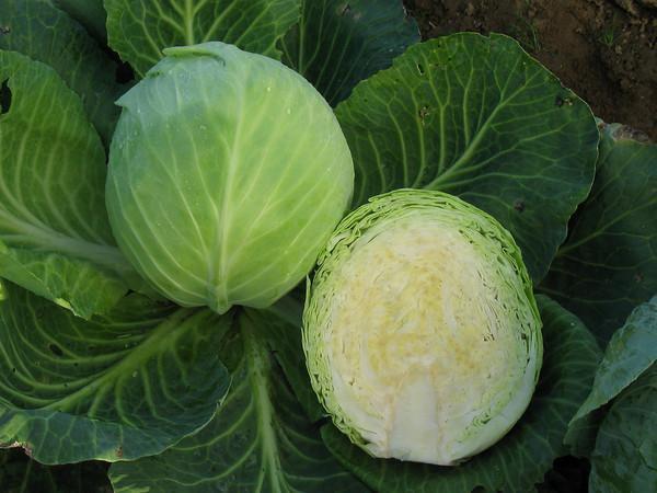 Late cabbage variety Sugarloaf
