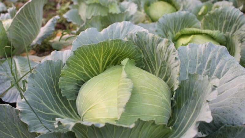 High-yielding versatile variety of Blizzard cabbage