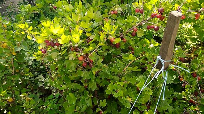 Besshipless red-fruited gooseberry variety Fridonia