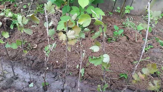 Besshipless red-fruited gooseberry variety Fridonia