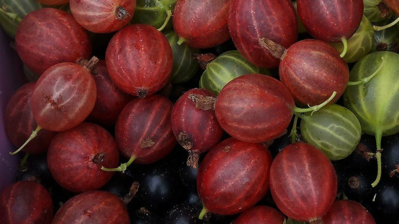 Mid-late gooseberry variety Shershnevsky: pros and cons, cultivation features