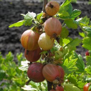 Mid-late gooseberry variety Shershnevsky: pros and cons, cultivation features