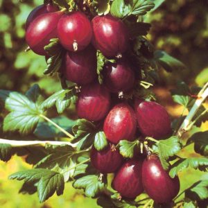 Frost-resistant late-ripening Spinefree gooseberry