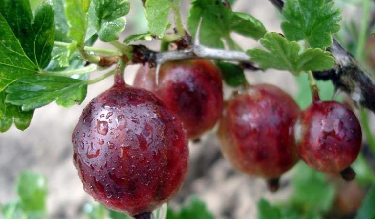 Frost-resistant late-ripening Spinefree gooseberry