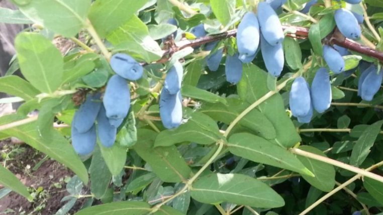 Early ripe dessert variety of Nizhegorodskaya early honeysuckle