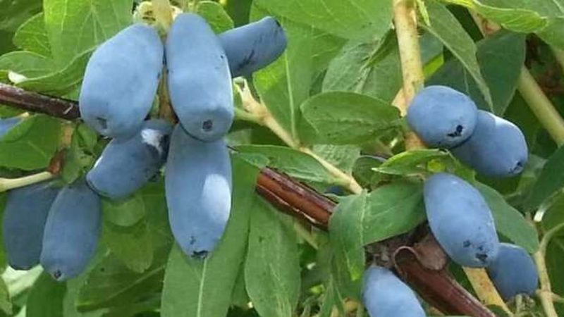 Early ripe dessert variety of Nizhegorodskaya early honeysuckle