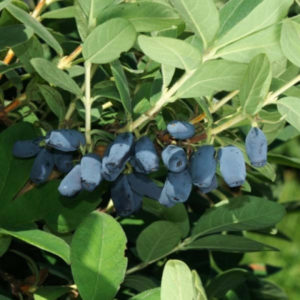 Early ripe frost-resistant honeysuckle variety Avacha