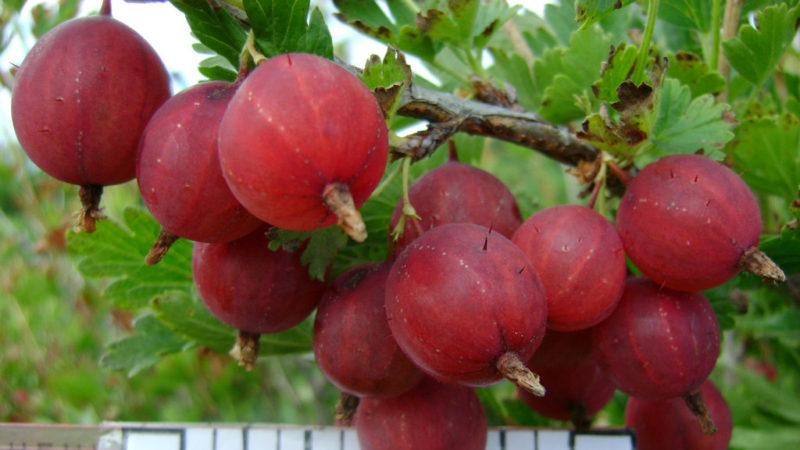 One of the sweetest gooseberry varieties - Candy