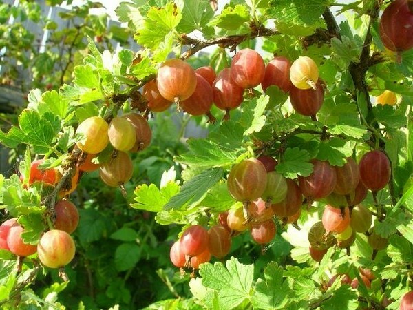 One of the sweetest gooseberry varieties - Candy