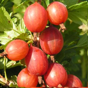 One of the sweetest gooseberry varieties - Candy