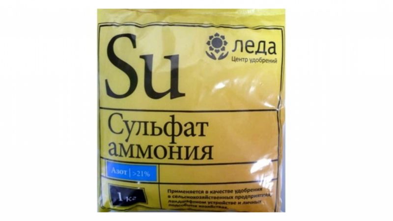 Correct feeding of winter wheat in spring: fertilizers and their application rates
