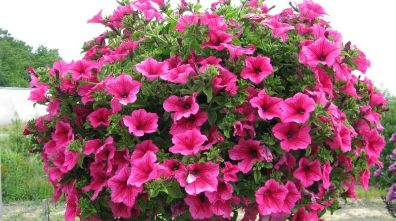 Why petunia flowers are good and how to grow them correctly