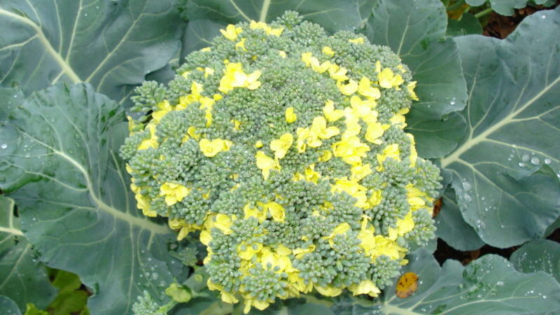 What to do if broccoli is blooming and how to properly grow cabbage to prevent it