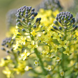 What to do if broccoli is blooming and how to properly grow cabbage to prevent it