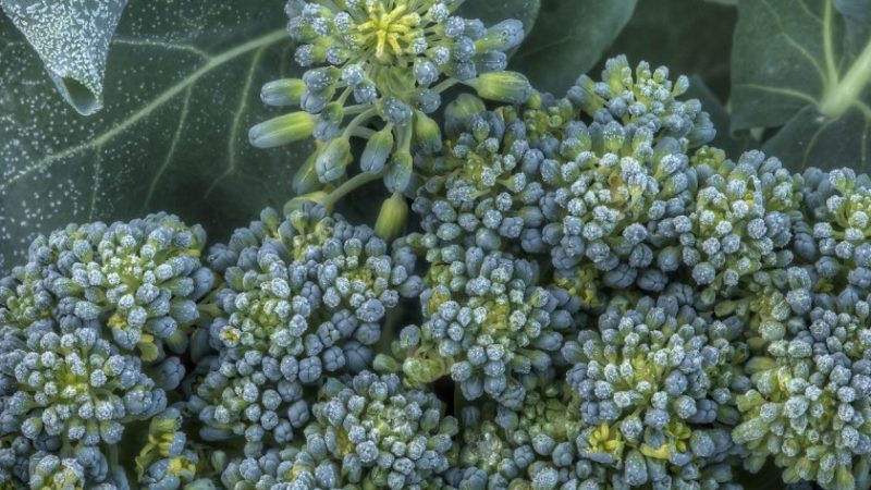 What to do if broccoli is blooming and how to properly grow cabbage to prevent it