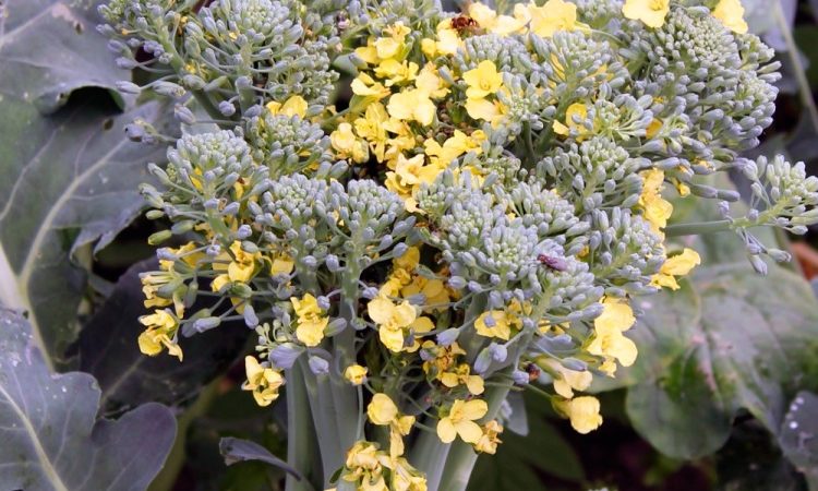 What to do if broccoli is blooming and how to properly grow cabbage to prevent it