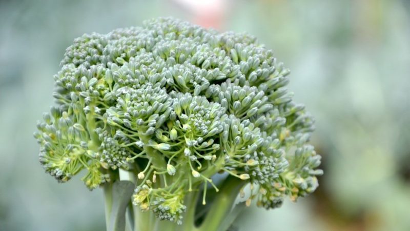 What to do if broccoli is blooming and how to properly grow cabbage to prevent it