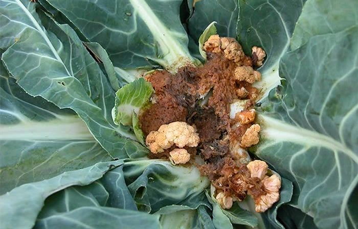 Diseases and pests on cauliflower and methods of dealing with them