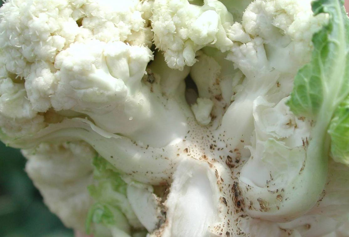 Diseases and pests on cauliflower and methods of dealing with them
