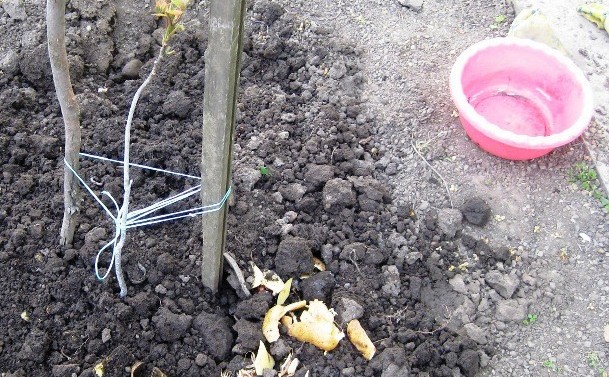 The best fertilizer for currants: potato peels