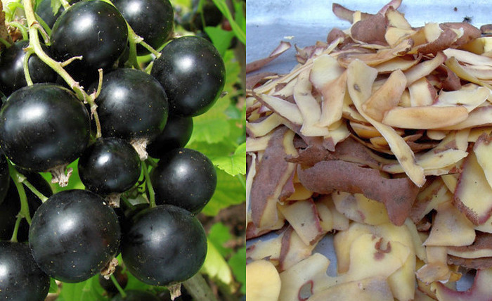 The best fertilizer for currants: potato peels