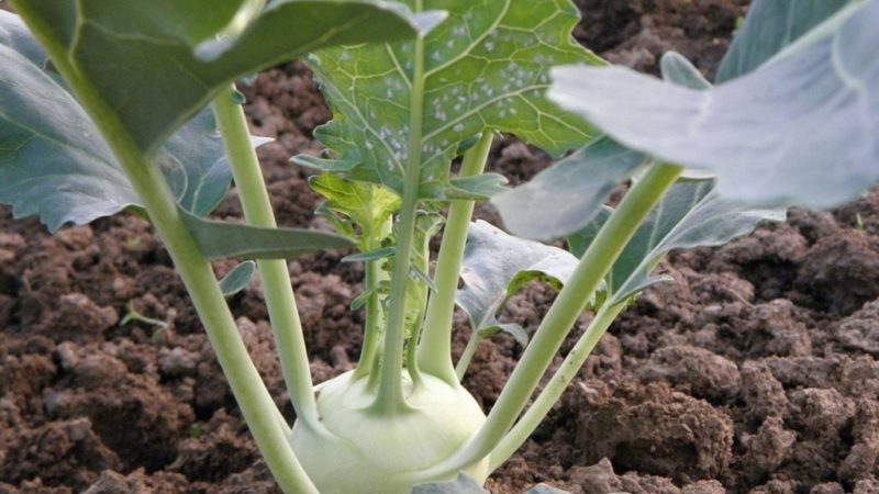 Planting, growing and caring for kohlrabi cabbage