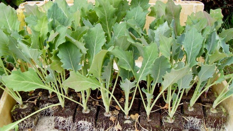 Planting, growing and caring for kohlrabi cabbage