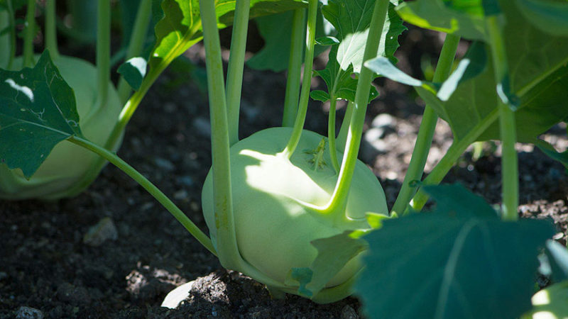 Planting, growing and caring for kohlrabi cabbage