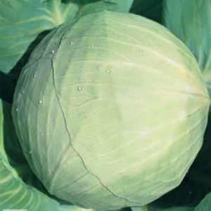 Universal variety of cabbage Snow White with excellent taste