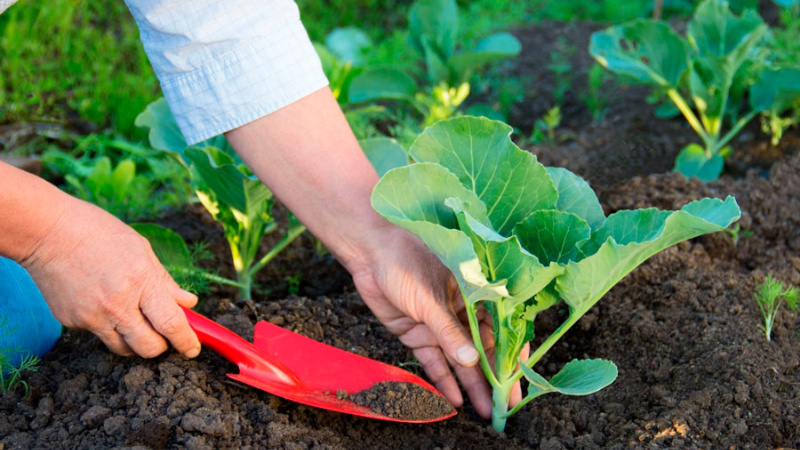 Universal variety of cabbage Snow White with excellent taste