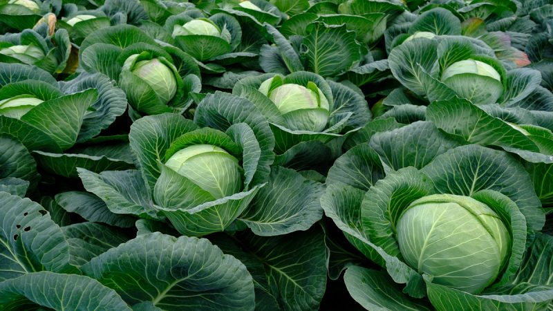 Delicious mid-season hybrid of Krautman f1 cabbage