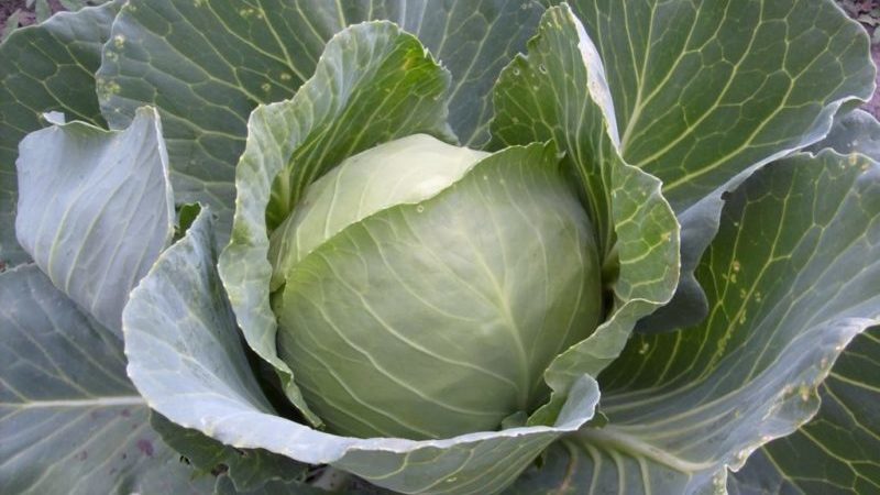 Resistant late maturing hybrid of valentine cabbage f1